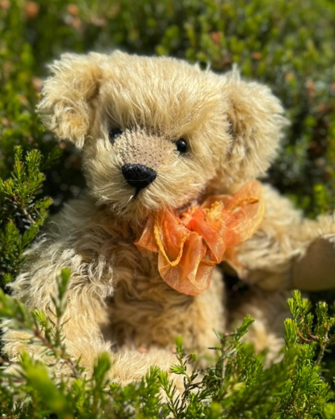 Roxy - Jacqueline's Bears